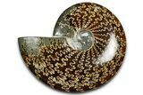 Polished Ammonite (Cleoniceras) Fossil - Madagascar #369614-1